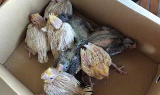 珍珠鸟课堂笔记图片